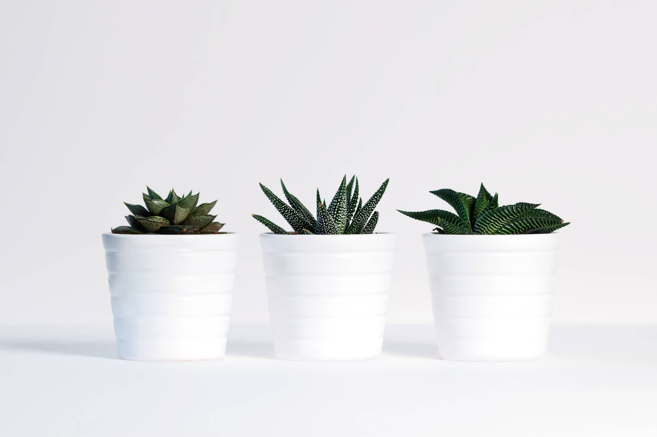 plants-green-white-background-white-decoration-design-1418858-pxhere-com-1.jpg